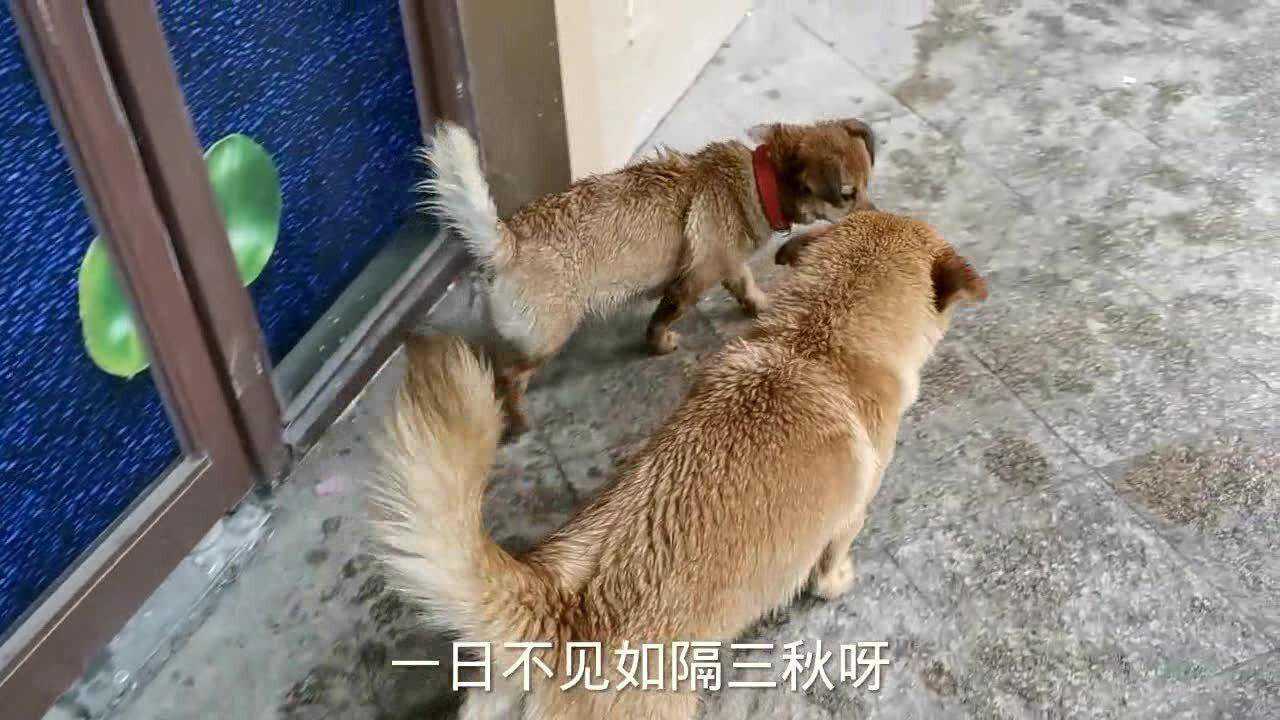 流浪狗一日不见如隔三秋每次看见小伙都如初恋般热情洋溢