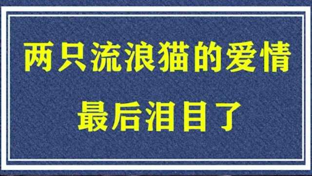 宠物  五个感人的关于猫的故事,看完让人泪目  感人动物