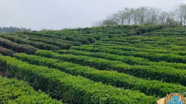 欣赏六安瓜片茶园,全是绿油油的茶叶,太壮观了|皖美旅拍