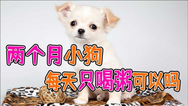 两个月小狗每天只喝粥可以吗