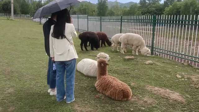 九峰山养心谷免费门票一日游