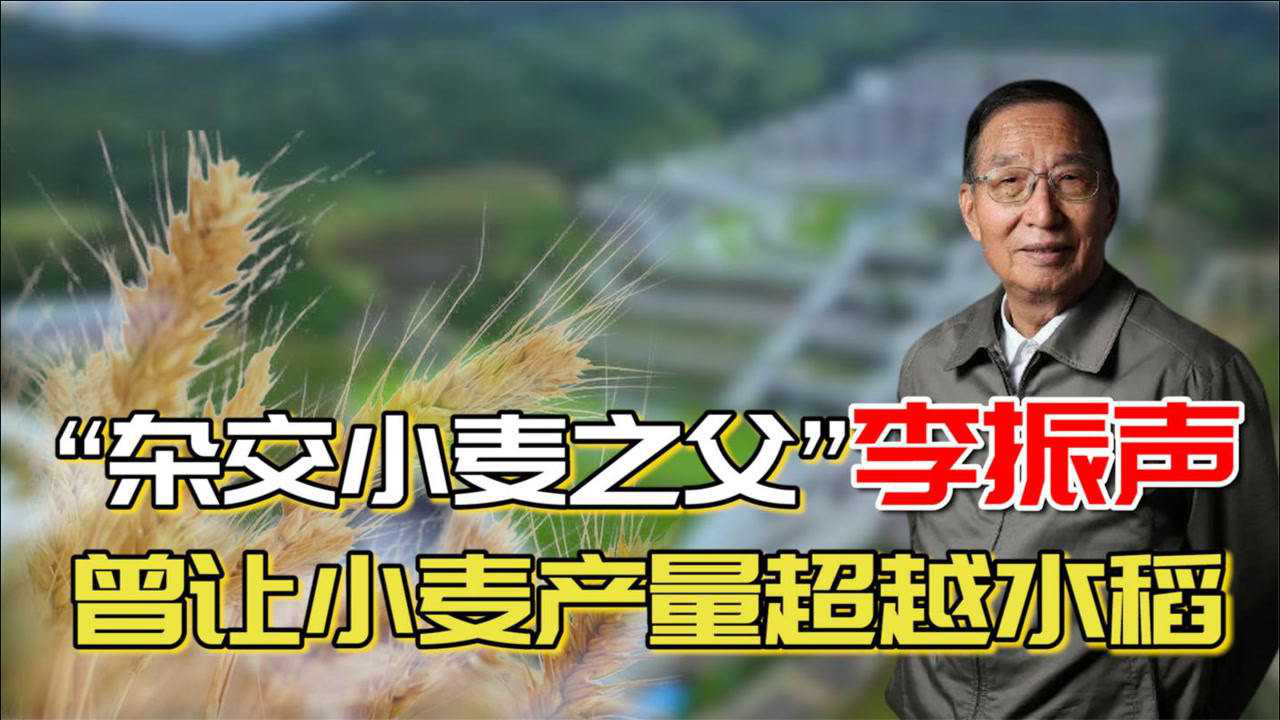"杂交小麦之父"李振声:与袁隆平齐名,曾让小麦产量超越水稻_腾讯视频