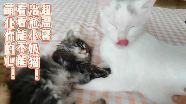 超温馨治愈小奶猫!看看能不能萌化你的心!