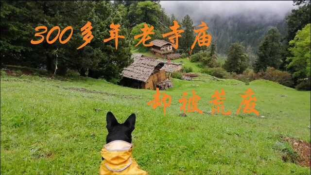 自驾若尔盖尼显寺转神山,300多年寺庙依山建,风景美为何却荒废