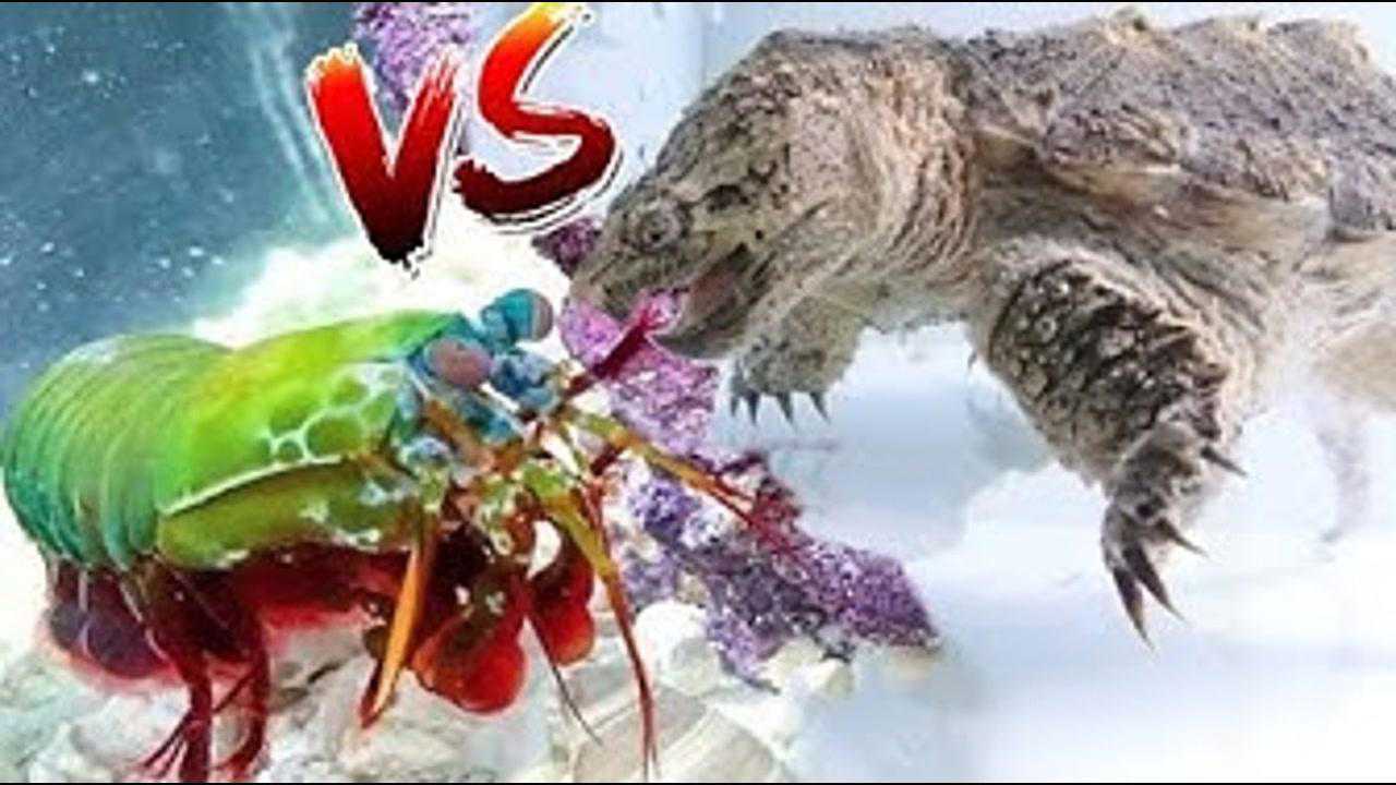 椰子蟹VS鳄龟图片