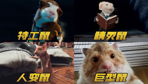 四种拥有特异功能的老鼠 有的当特工有的当知识分子 实力堪比特种兵#电影种草指南短视频大赛#