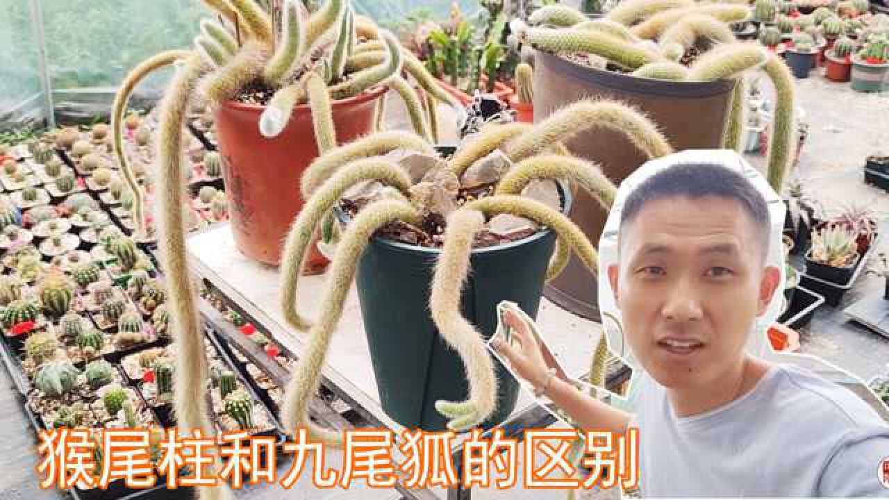 猴尾柱和九尾狐到底啥区别好养吗近距离对比下