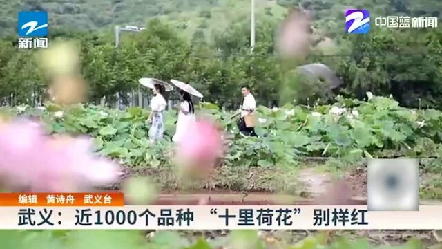 武义:近1000个品种 “十里荷花”别样红