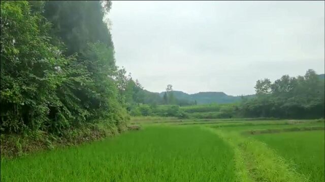 一个山头数家葬祖坟风水,统一立乾山巽长生向,后代全是富翁老板