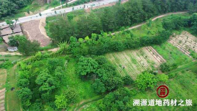 主流媒体走进劲牌“溯源道地药材 探寻酿酒科技“——第二站ⷮŠ湖北罗田ⷨŒ廓“之乡