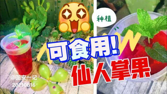 【图安一记】种植可食用仙人掌果和米邦塔