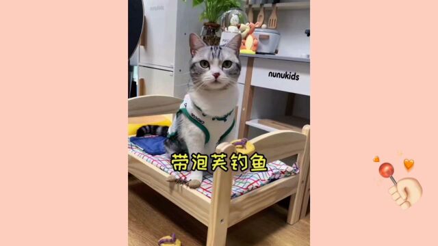 可爱的小猫咪