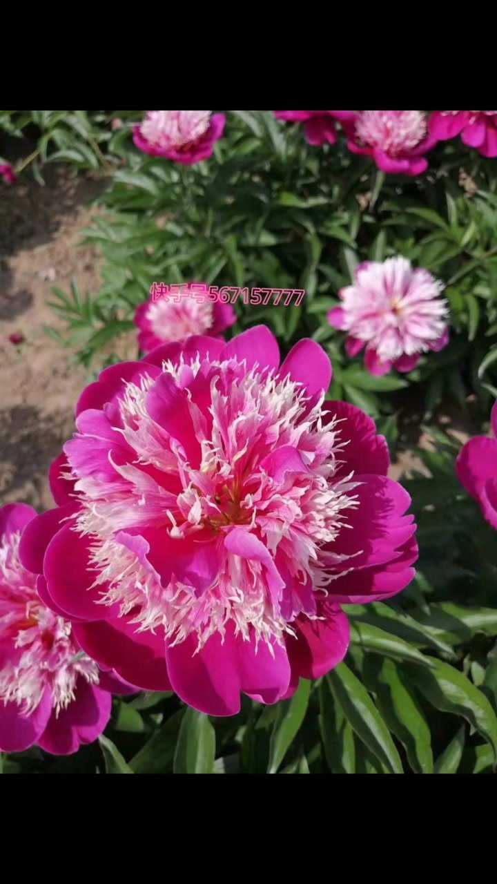 中国的"爱情之花"           芍药的花语是:美丽动人,依依不舍,难舍难