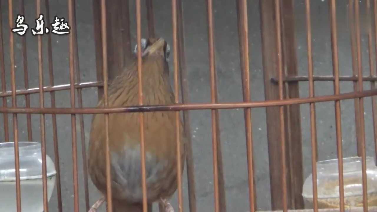 Thumbplayer Poster Plugin Image