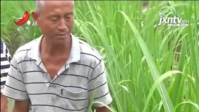 钟光平:富裕村里的致富带头人