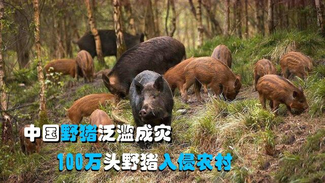 中国野猪局部泛滥成灾,100万头野猪入侵农村,猎人也不是它们对手