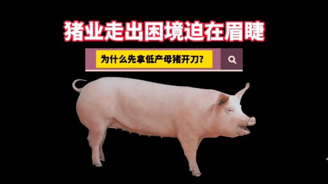 猪价跌幅超60%,养殖场户急需破局,为什么先拿低产母猪开刀?