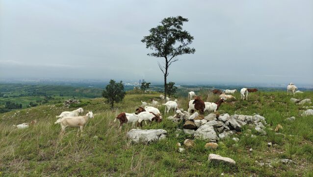 河南:镇平县一处被遗忘的美景,老君山高山草原