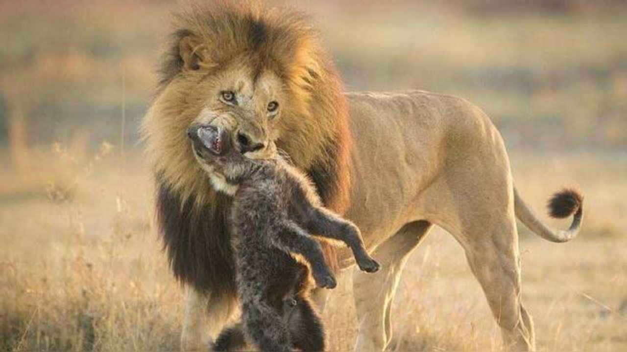 一代狮王银泰杜梅拉(下)