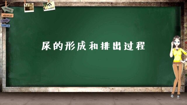 尿的形成和排出过程,了解一下排泄很有帮助