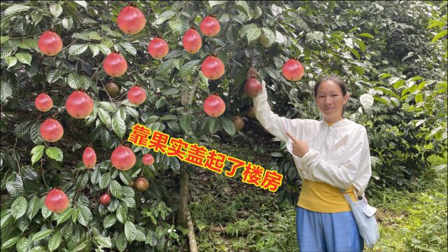 大叔10年前花15万元种植新型果树,几年后,靠果实盖起了楼房