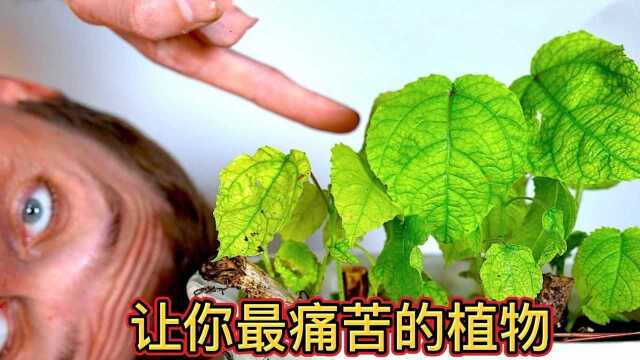 作死老外,挑战让人痛不欲生的植物!#“知识抢先知”征稿大赛#