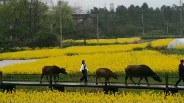 家乡的油菜花,洪江市安江镇郊的风景.