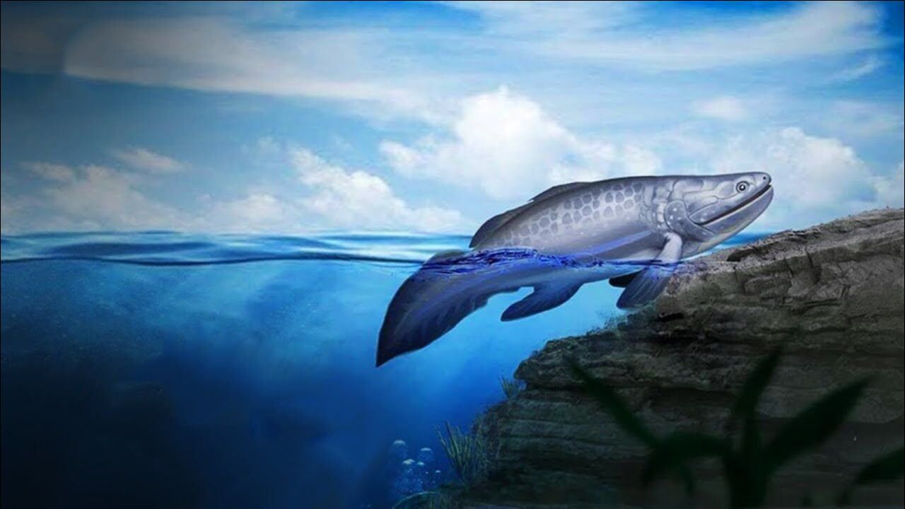 科学探秘，生物是如何从海洋进化到陆地上的？_高清