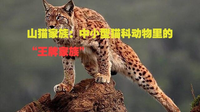 山猫家族:中小型猫科动物里的“王牌家族” #“知识抢先知”征稿大赛#