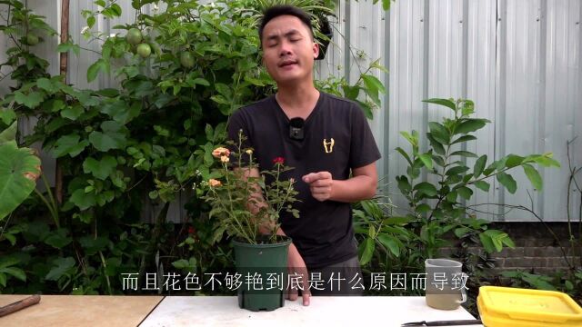 月季开花品质差,详细原因剖析,后悔没早点知道