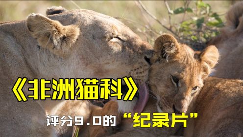 《非洲猫科》9.0分纪录片，雄狮带领4个儿子，横扫大草原