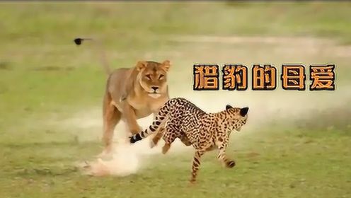 猎豹母亲为保护孩子，把自己送给狮子，但幼崽仍难逃一死！纪录片