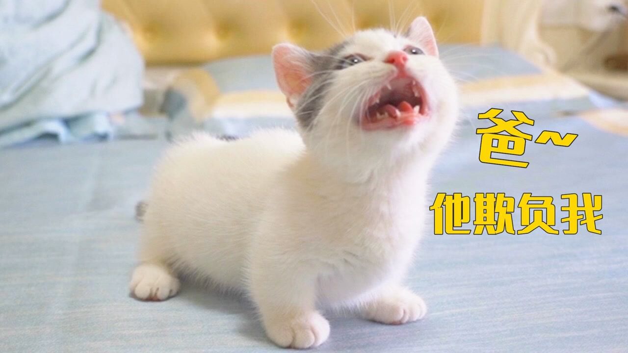 小奶猫被欺负，猫爸爸冲上去就和对方干架！#萌宠运动会#_高清