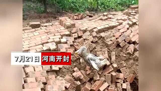 万物皆有灵!暴雨猛烈致墙体倒塌埋住大鹅,同伴不离不弃举动暖心