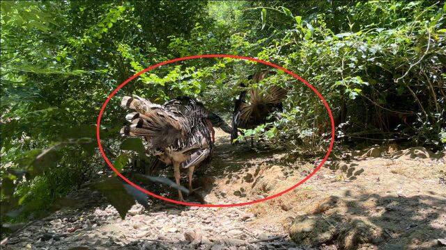 山上跑下来4只不明生物,通人性“会讲话”,连80岁奶奶都不认识