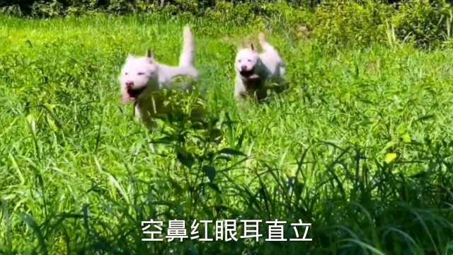 中国四大名犬,再不说都被忘了