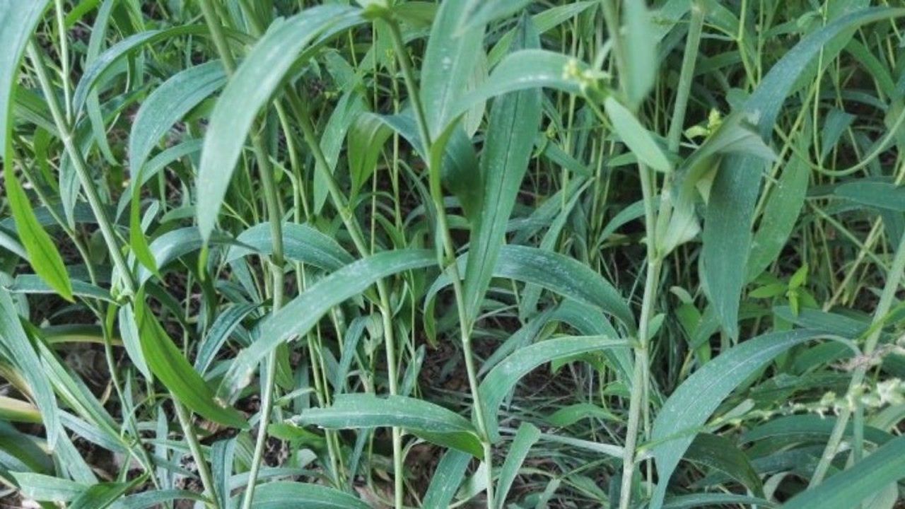 每日学中药——柴胡_腾讯视频