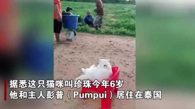 猫咪面露愤怒表情为主人看守西瓜主人:从没见它笑过