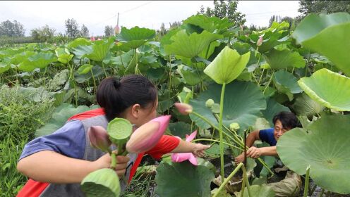 [图]胖妹摘荷花，也不忘秀恩爱，还回家做奶茶，一家3口喝的笑哈哈