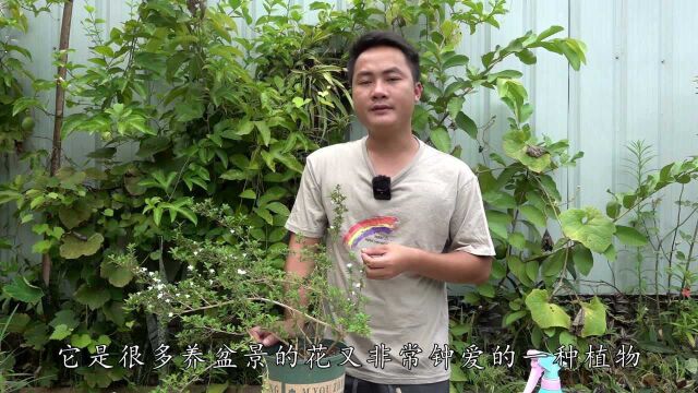 8月想入手花卉,这种就非常合适,新手也能养开花还养不死