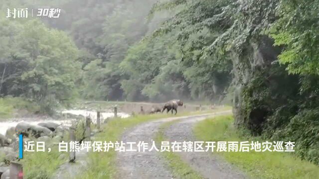 奇观!四川青川唐家河数十头羚牛奋勇越河上山