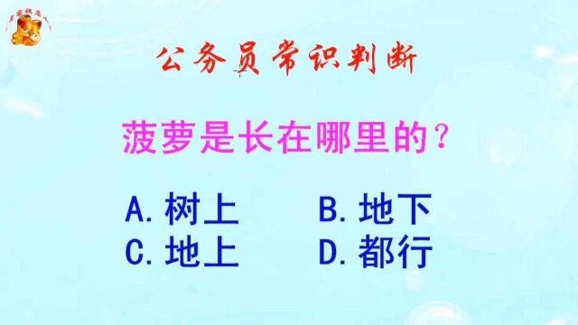 公务员常识判断,菠萝是长在哪里的?长见识啦