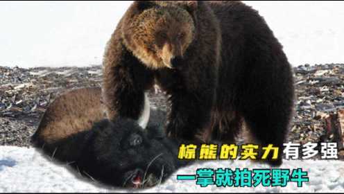 棕熊捕杀野牛的真实场景：一巴掌就拍死野牛，果然力量秒杀一切！