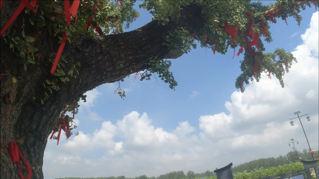 凤阳县宋集村有棵900多年银杏树,明朝开国皇帝朱元璋曾在此祭拜