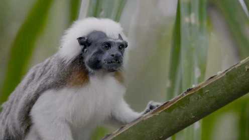 《走进哥伦比亚野生世界 想要有个家》- 一只小猴子开启一段危险的寻觅之旅！
