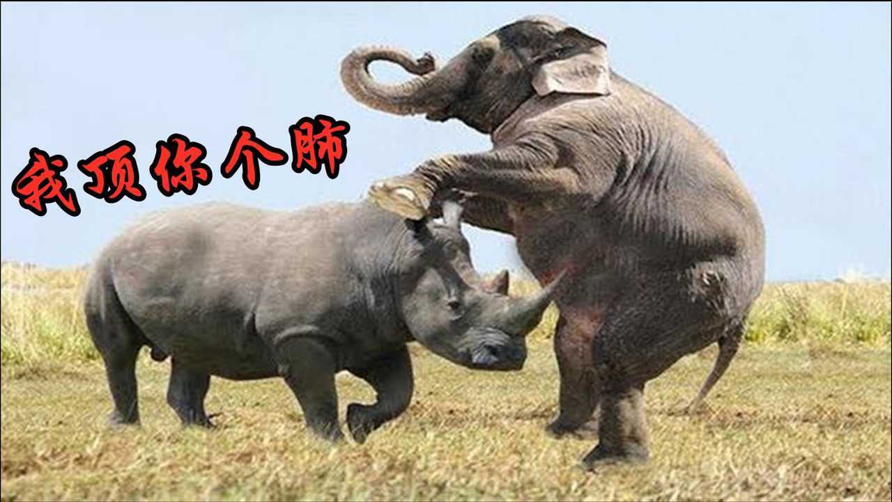 犀牛发飙狮子惹怒犀牛被发飙的犀牛追着顶连大象都不放眼里