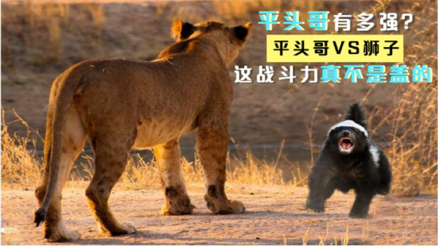 平头哥真的很能打吗镜头记录平头哥vs狮子这战斗力不是盖得