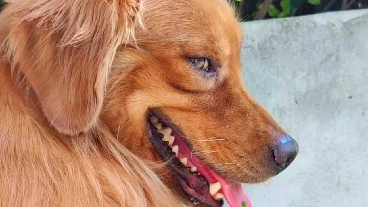 金毛的邪魅一笑,看见它的笑容就知道准没好事!_腾讯视频