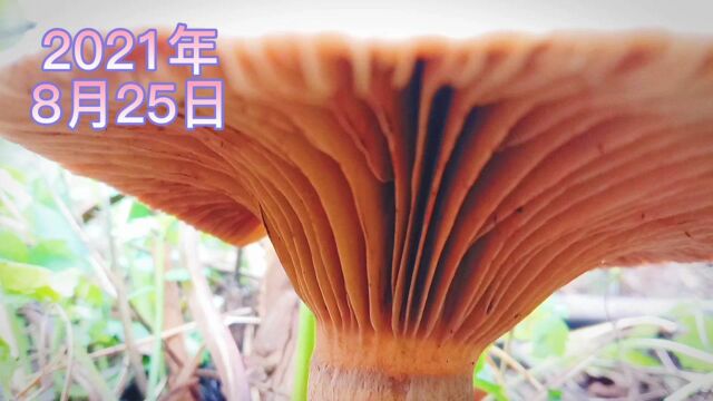 东北野生食用菌“松伞蘑”,价格比猪肉贵10倍,有时还买不到,为啥