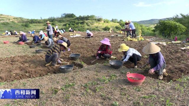 824 半夏地里结硕果 鼓起农民钱袋子